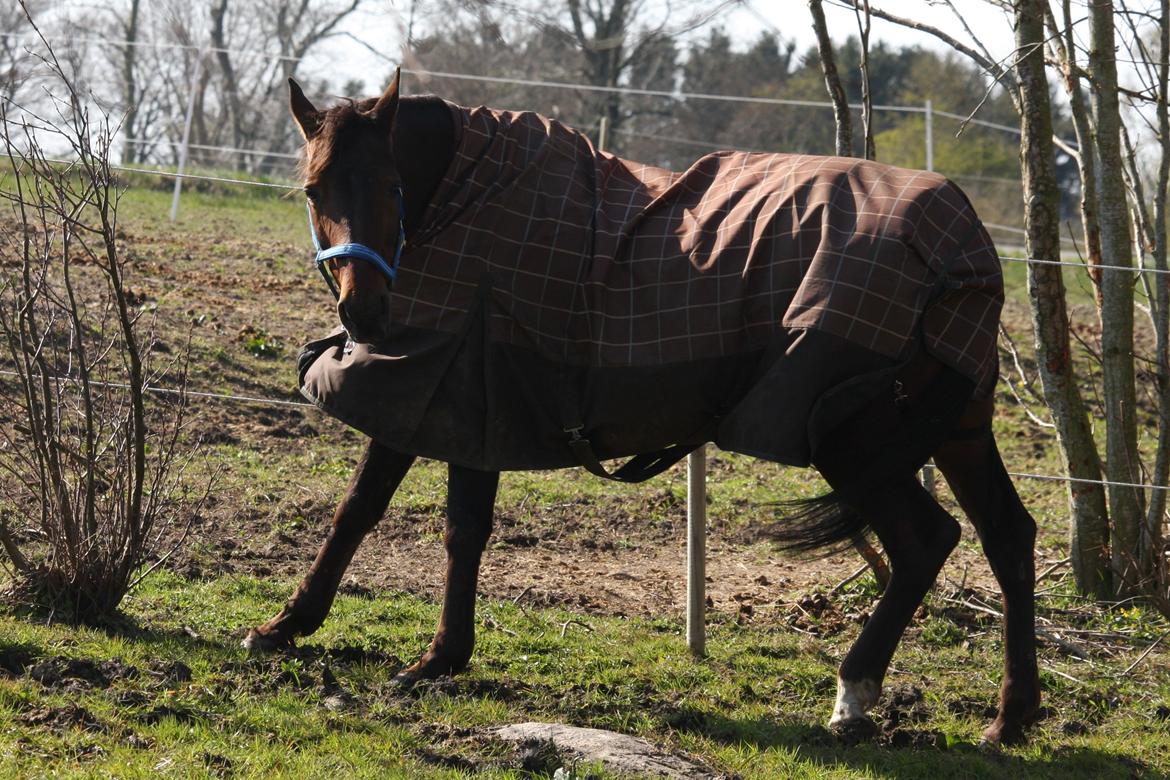 Standardbred Iamtheking billede 14