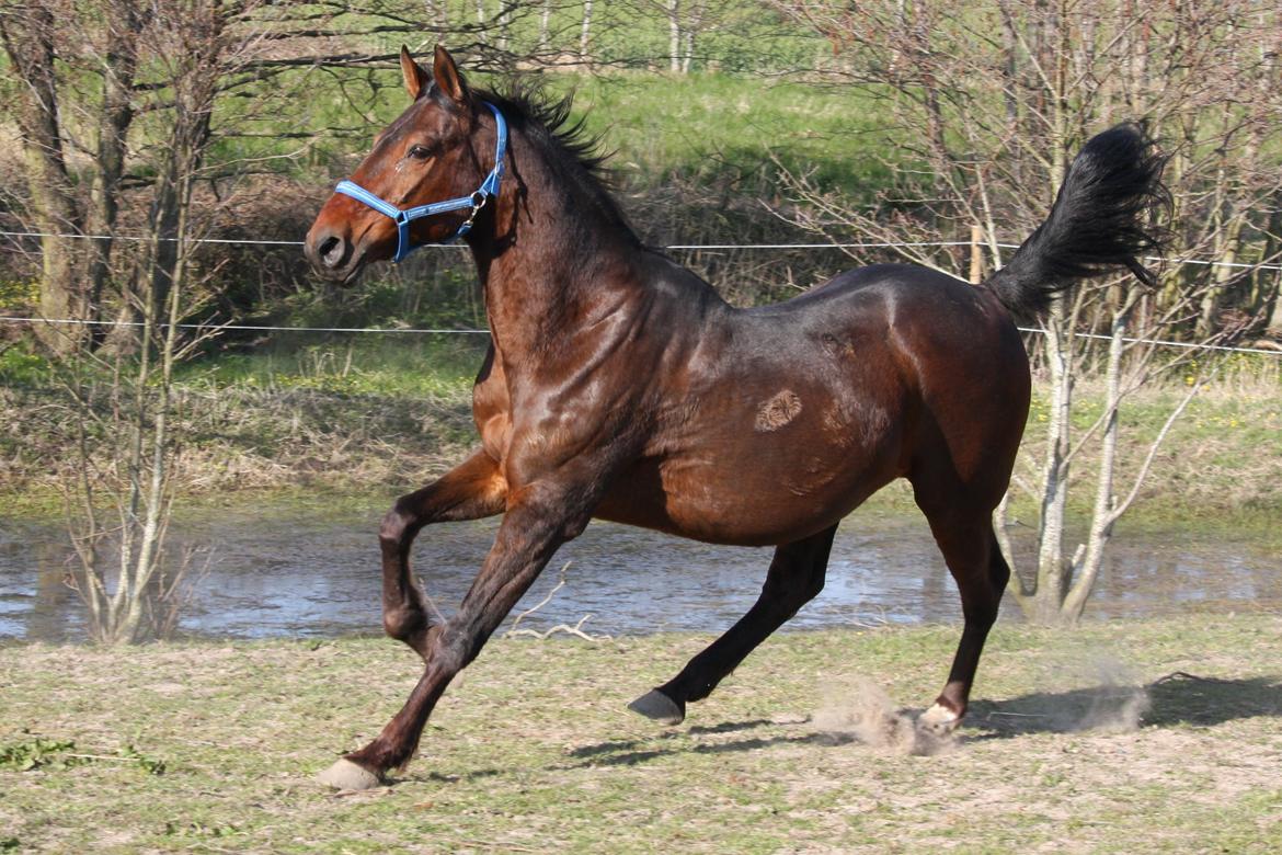 Standardbred Iamtheking billede 16