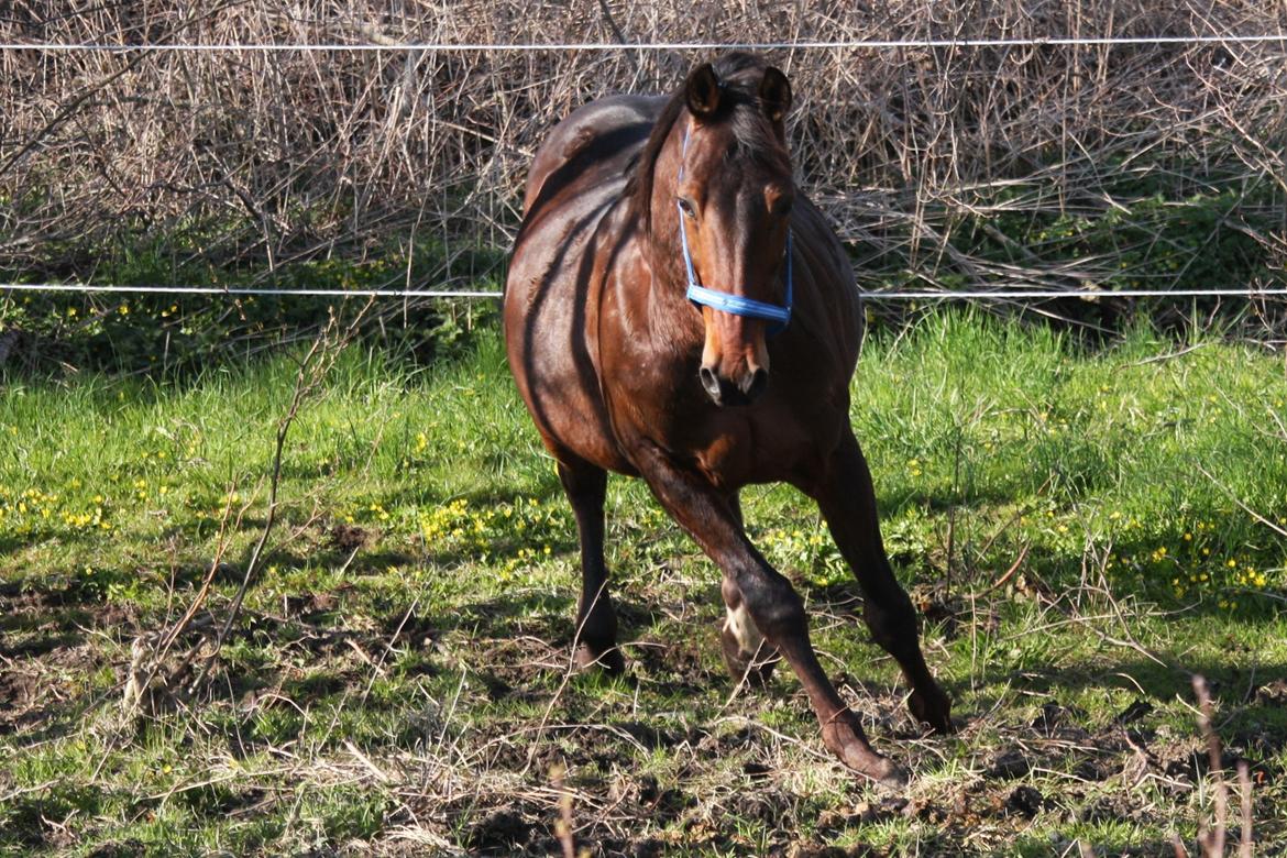 Standardbred Iamtheking billede 17