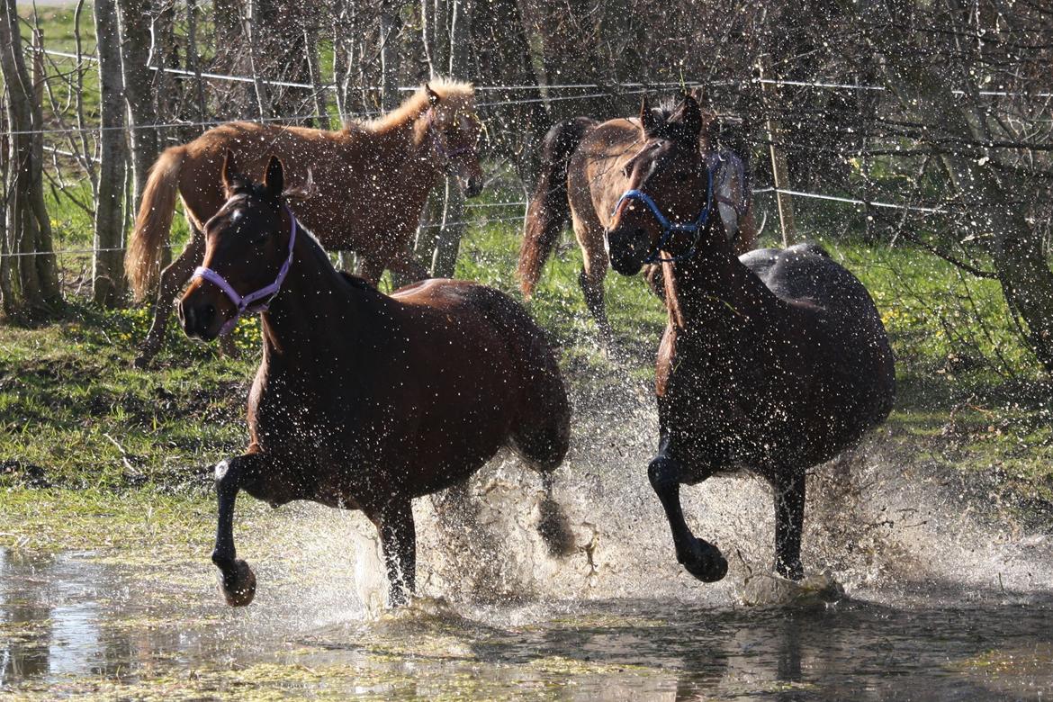 Standardbred Iamtheking billede 18