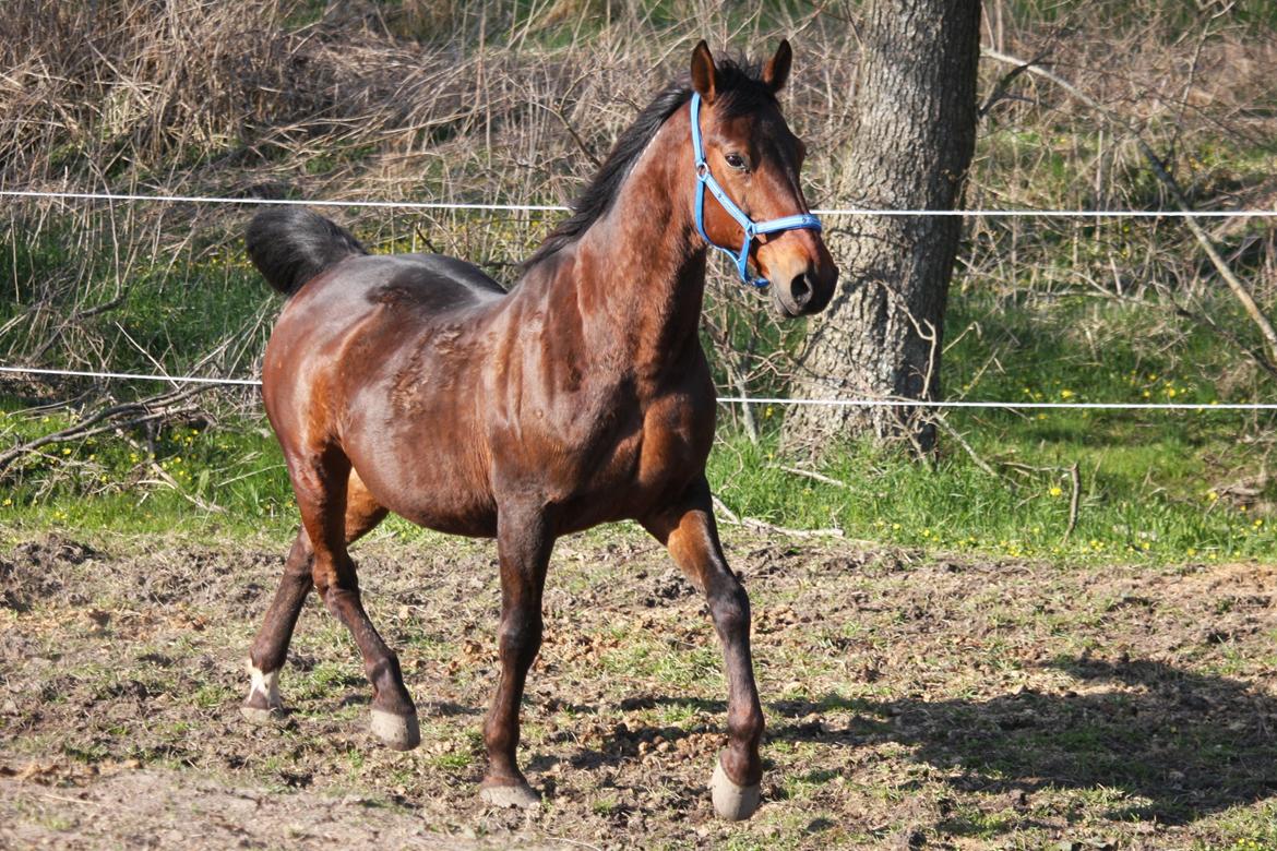 Standardbred Iamtheking billede 15