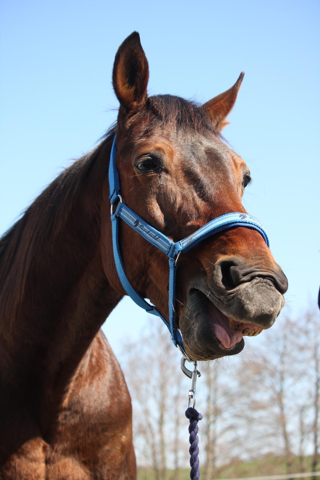 Standardbred Iamtheking billede 20