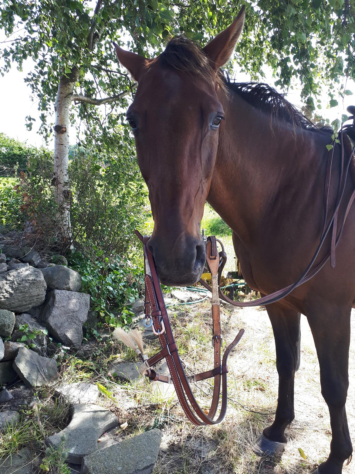 Standardbred Iamtheking billede 3