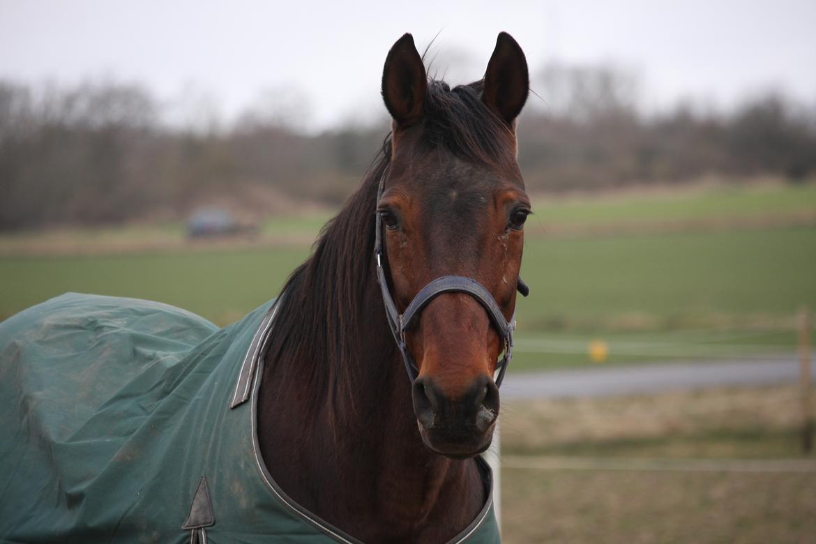 Standardbred Iamtheking billede 1
