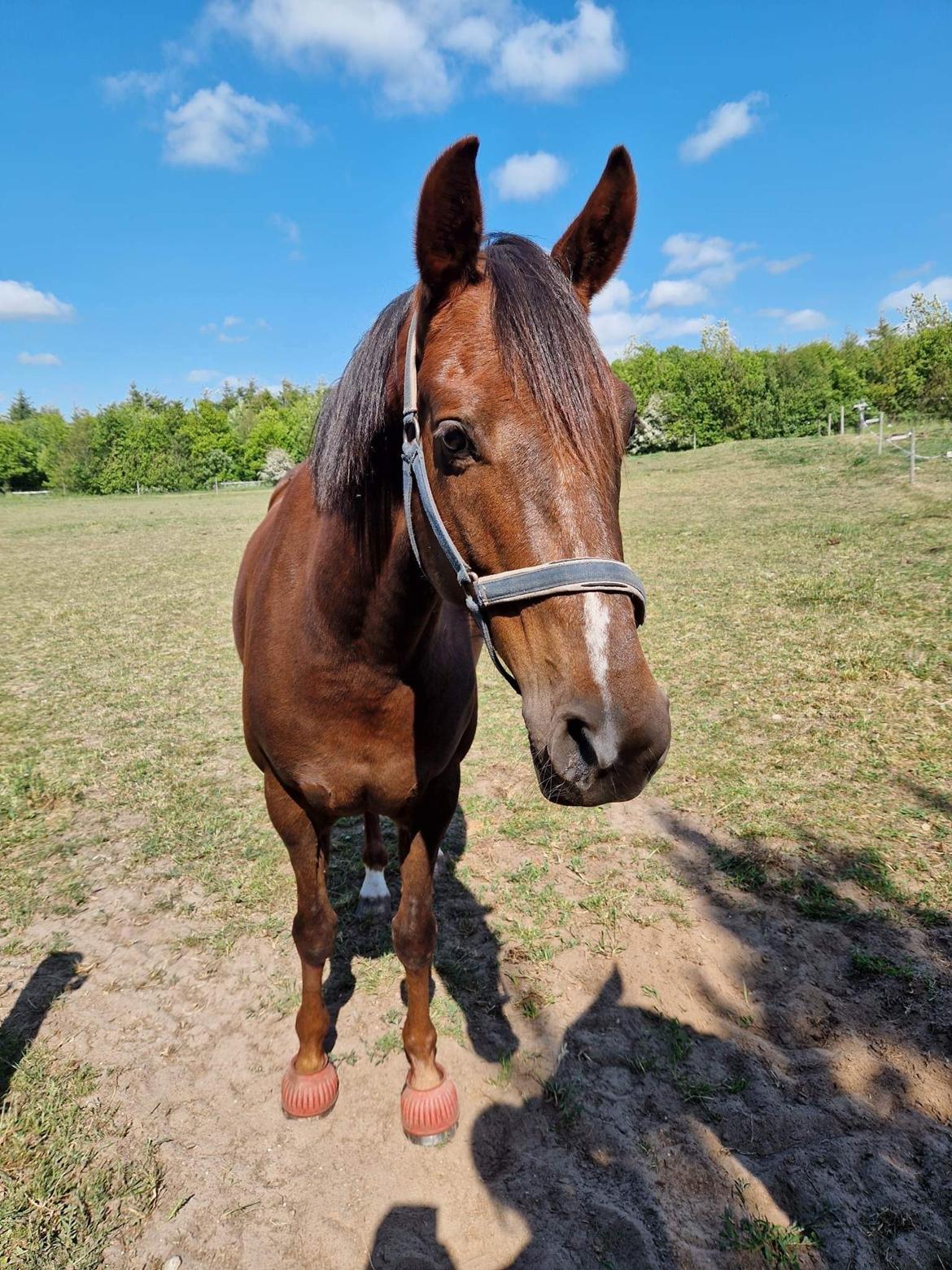 Dansk Varmblod Vacanza - Juni 2023 billede 1