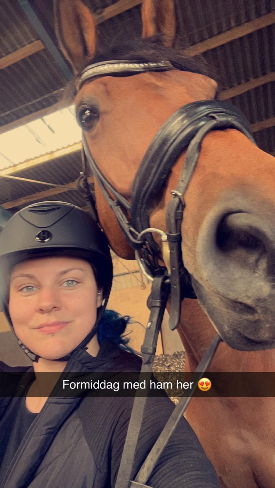 Trakehner Komet Sct. Olav billede 3