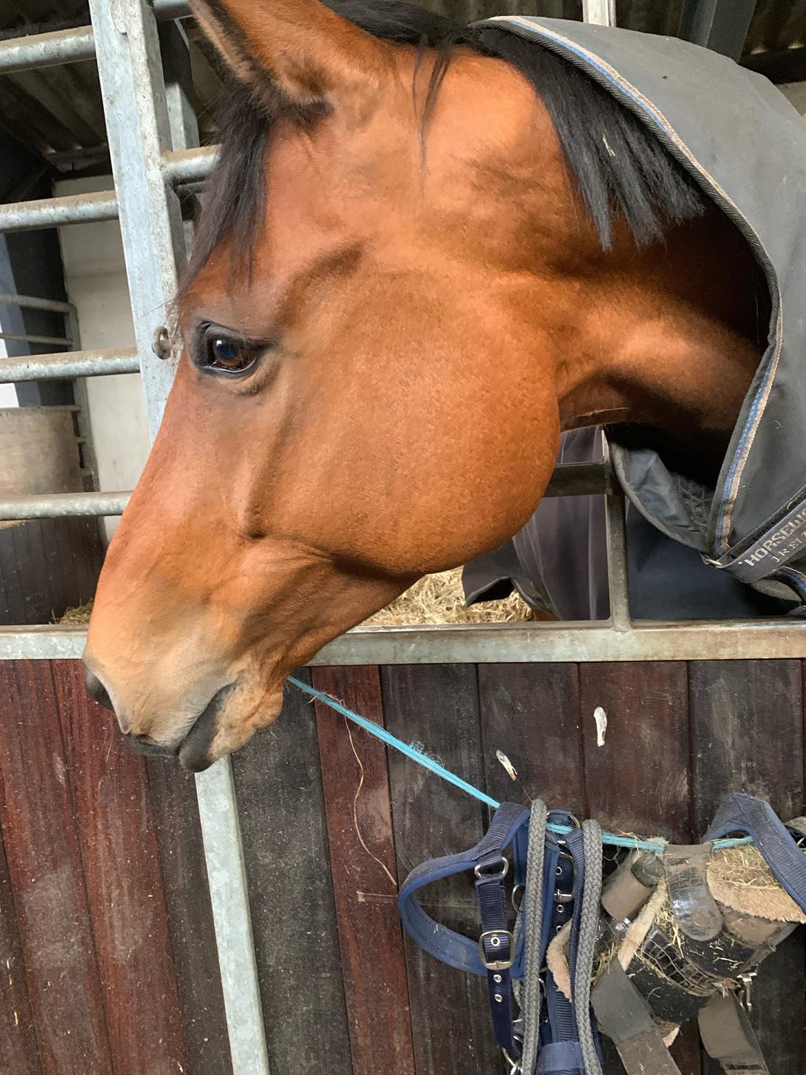 Trakehner Komet Sct. Olav billede 4
