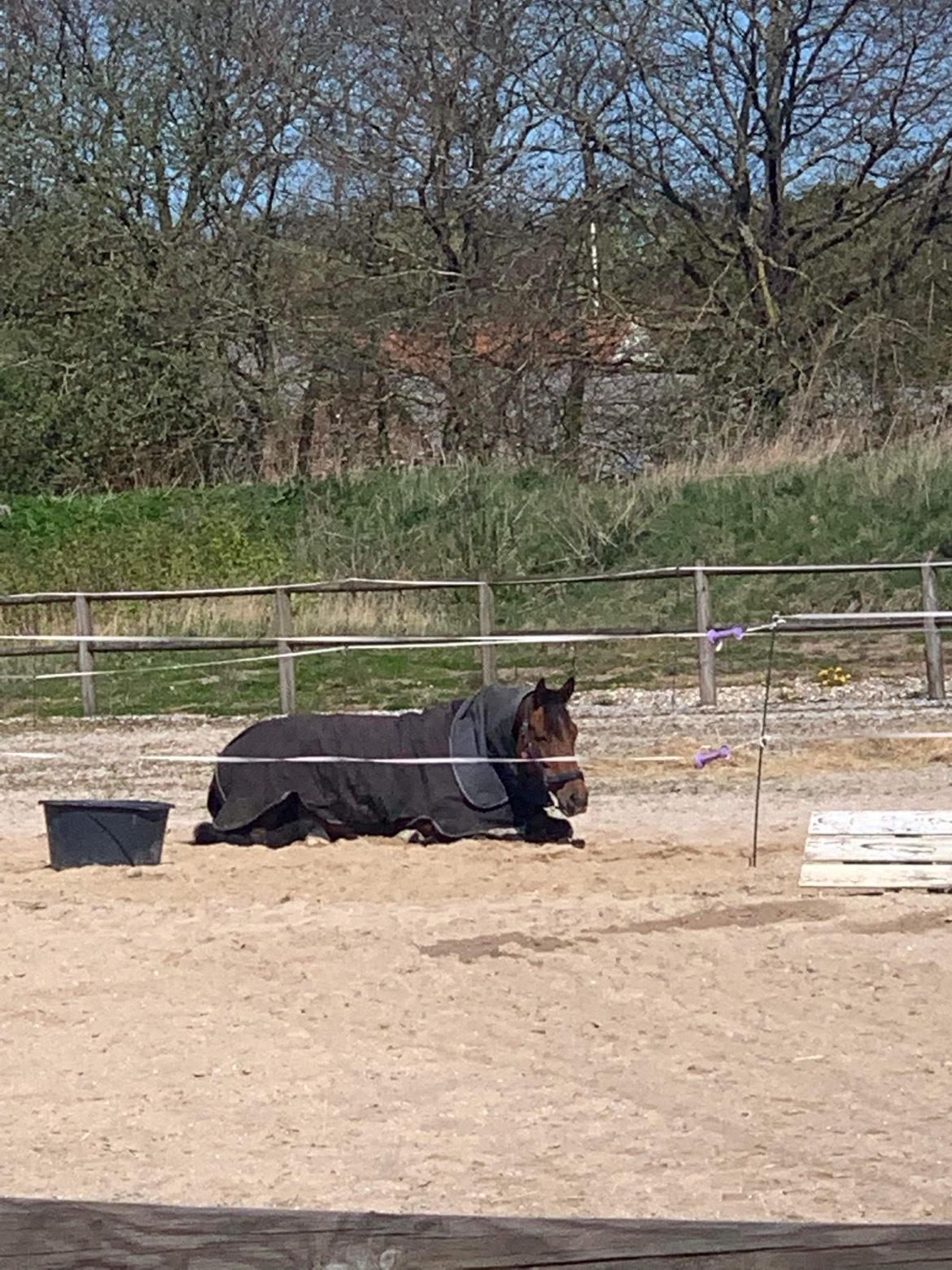 Trakehner Komet Sct. Olav billede 5