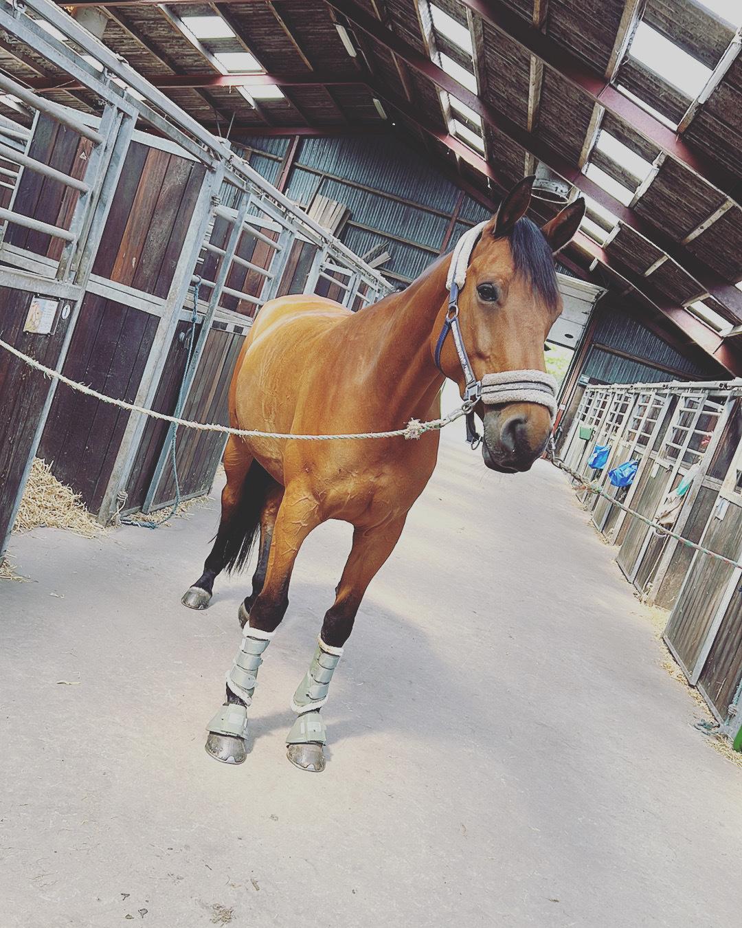 Trakehner Komet Sct. Olav billede 1