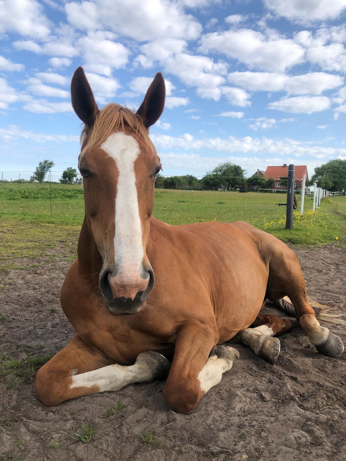 Anden særlig race Mio billede 17