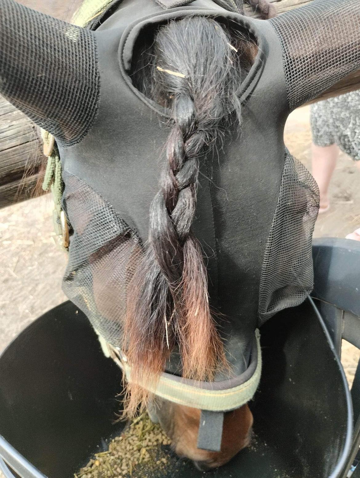 Knabstrupper Leth-Nissen's Record billede 2