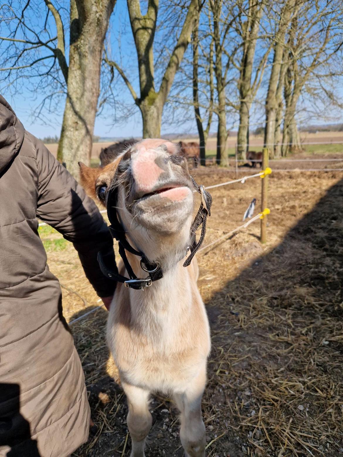Anden særlig race Titan's Helios billede 11