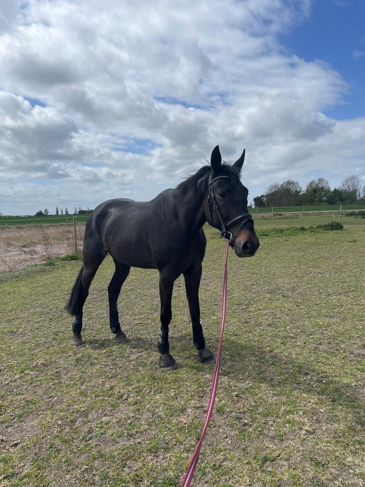 Traver Dunella Kårsgård  billede 3