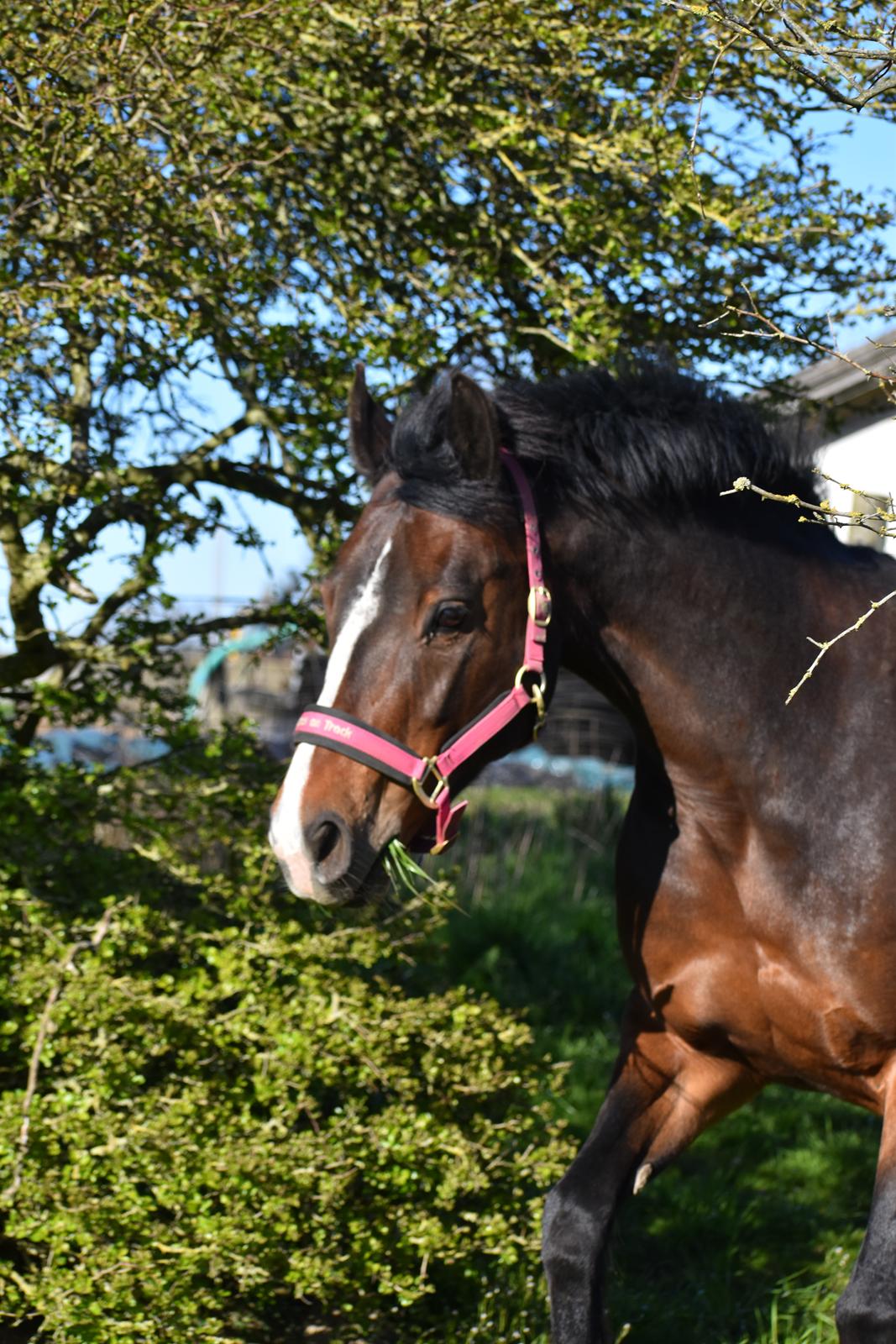 Anden særlig race Lakie billede 9