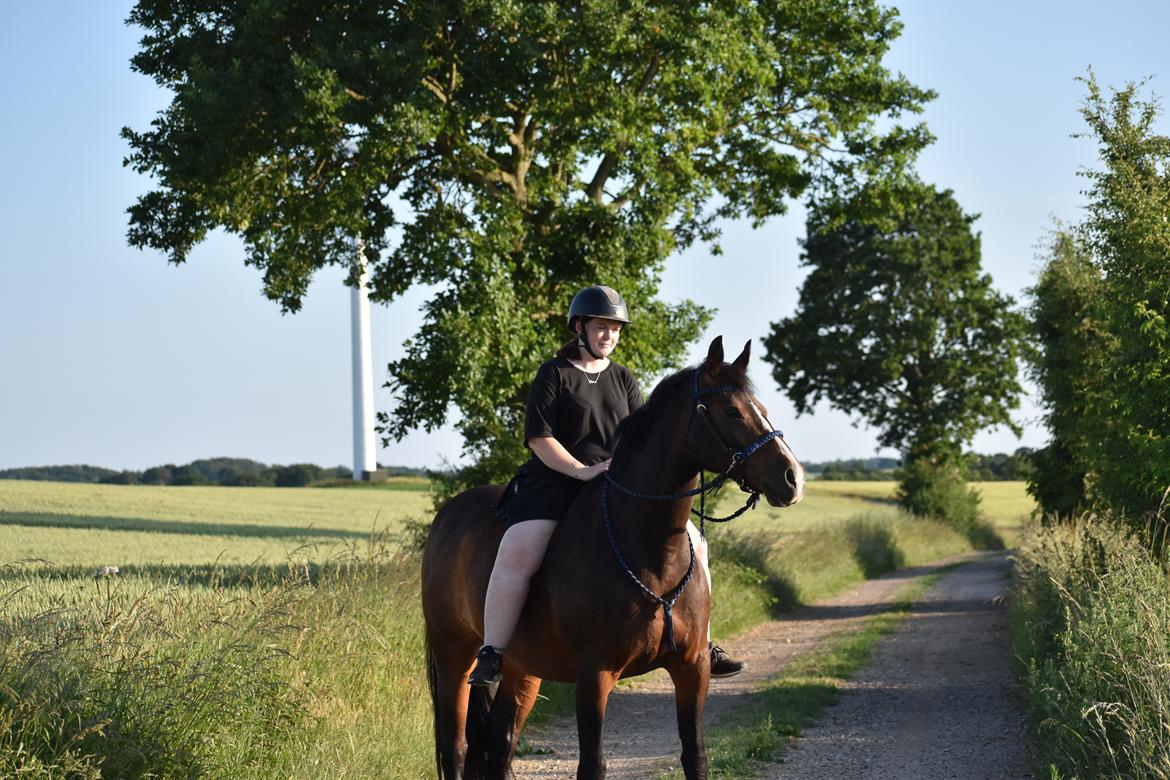 Anden særlig race Lakie billede 10