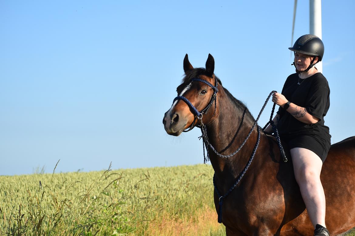 Anden særlig race Lakie billede 1