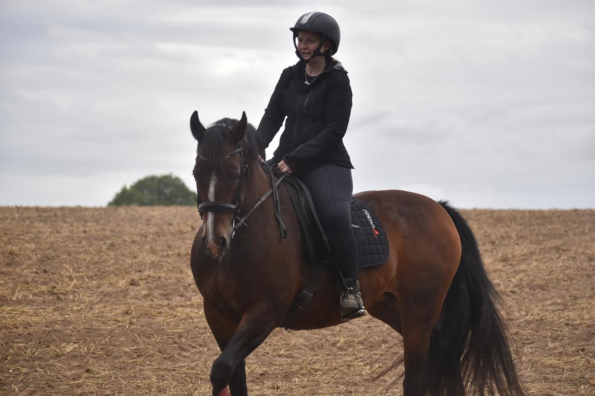 Anden særlig race Lakie billede 19