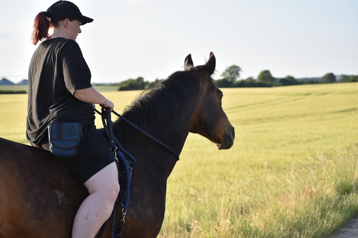 Anden særlig race Lakie billede 7