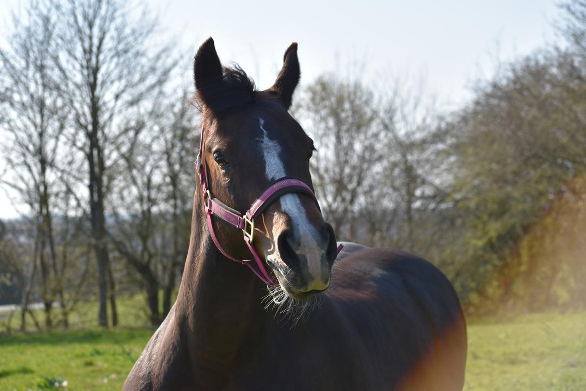 Anden særlig race Lakie billede 5