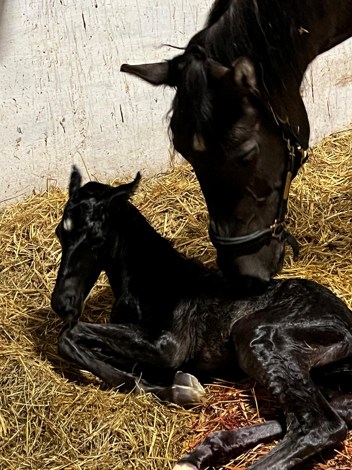 Anden særlig race Cera Rame billede 1