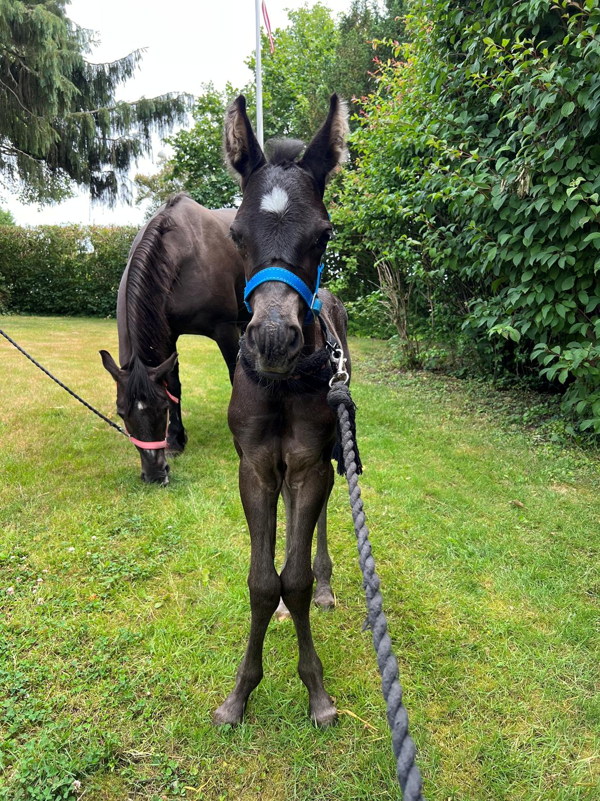 Anden særlig race Cera Rame billede 2