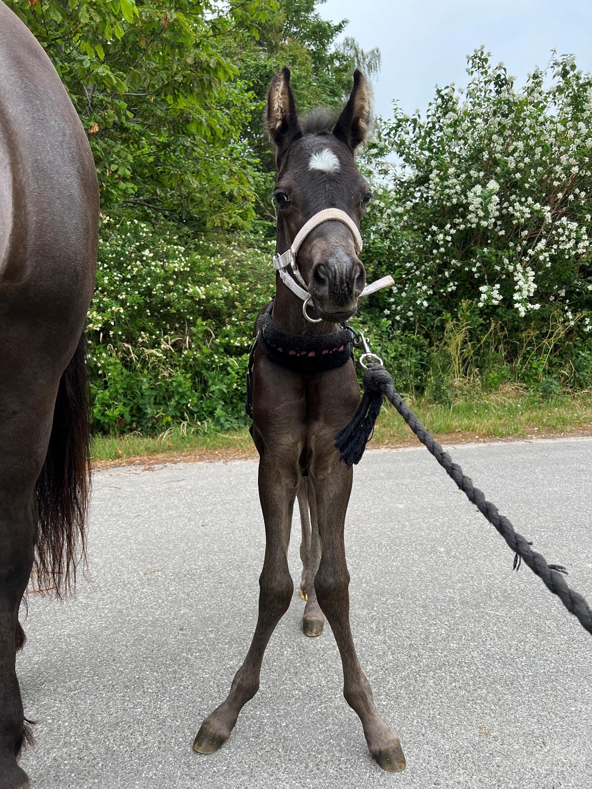 Anden særlig race Cera Rame billede 3