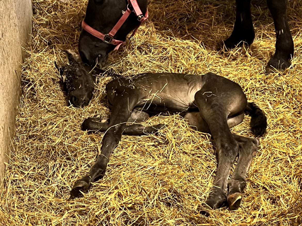 Anden særlig race Cera Rame billede 4