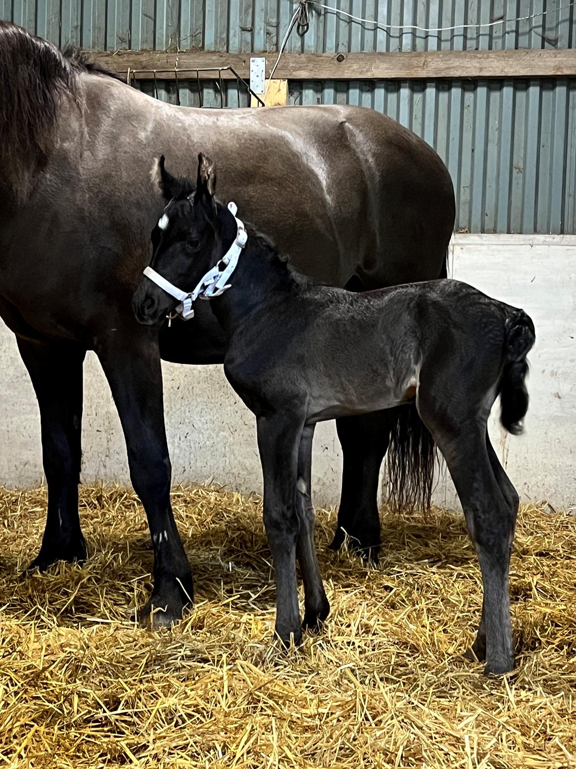 Anden særlig race Cera Rame billede 5