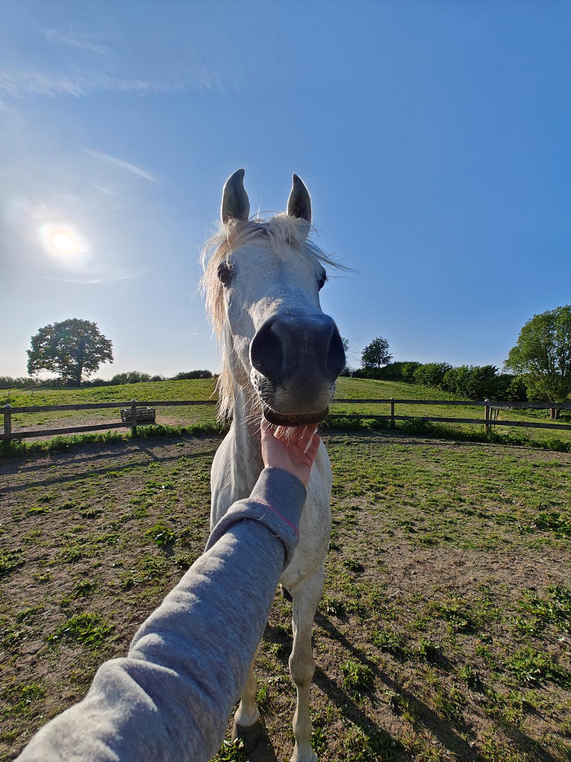 Arabisk fuldblod (OX) Rafiq ox billede 14