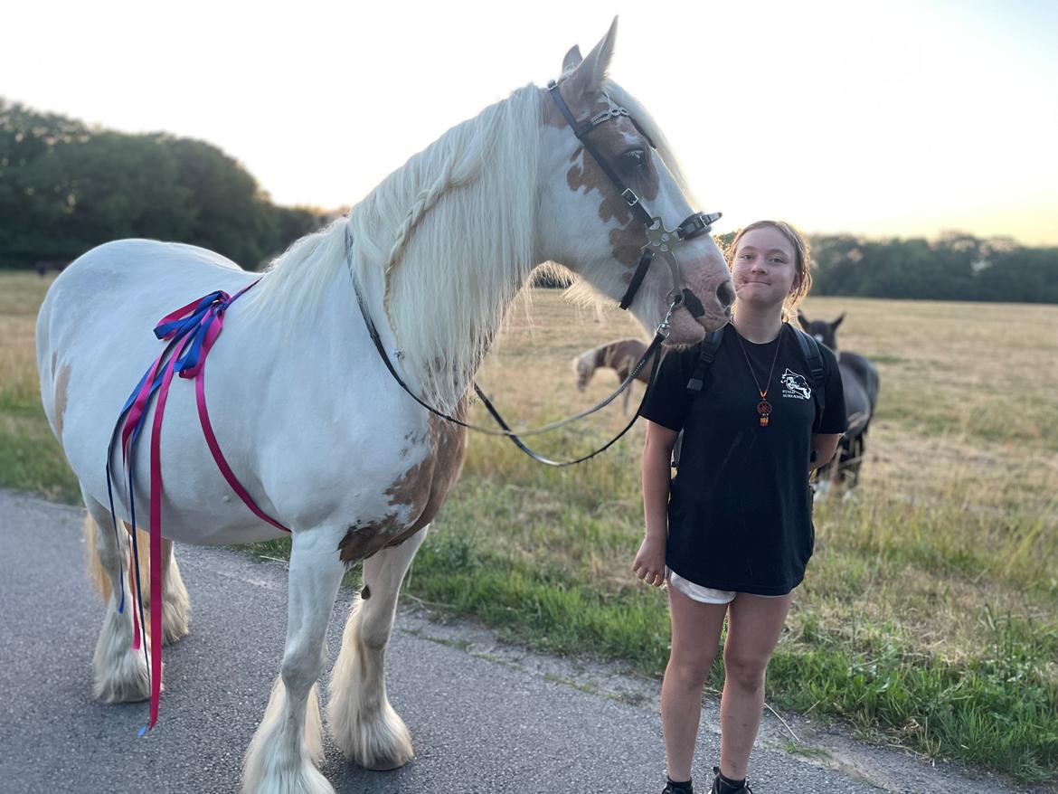 Irish Cob Abildgaards Bambi billede 11