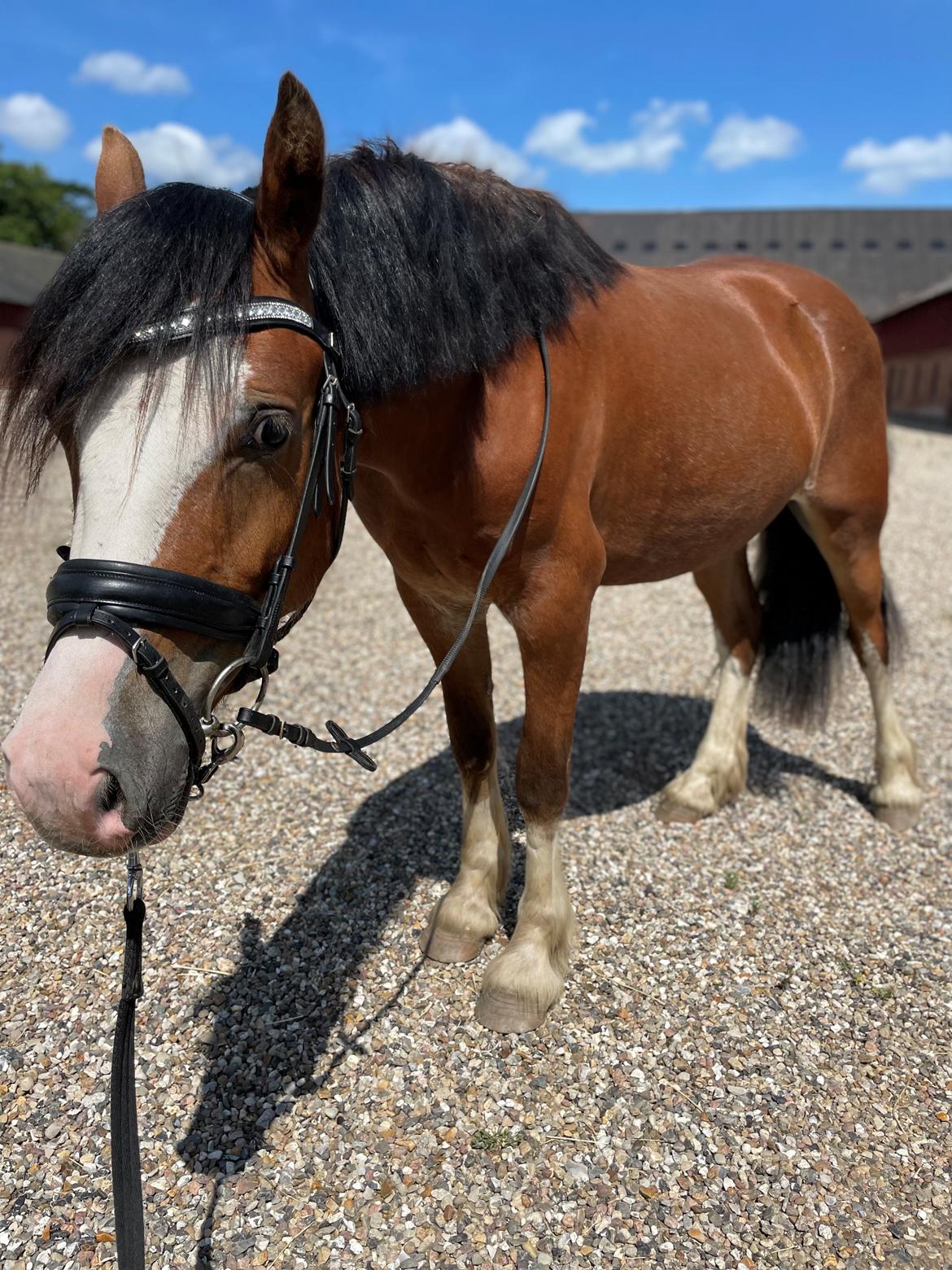 Welsh Cob (sec D) Lord Lenn billede 3