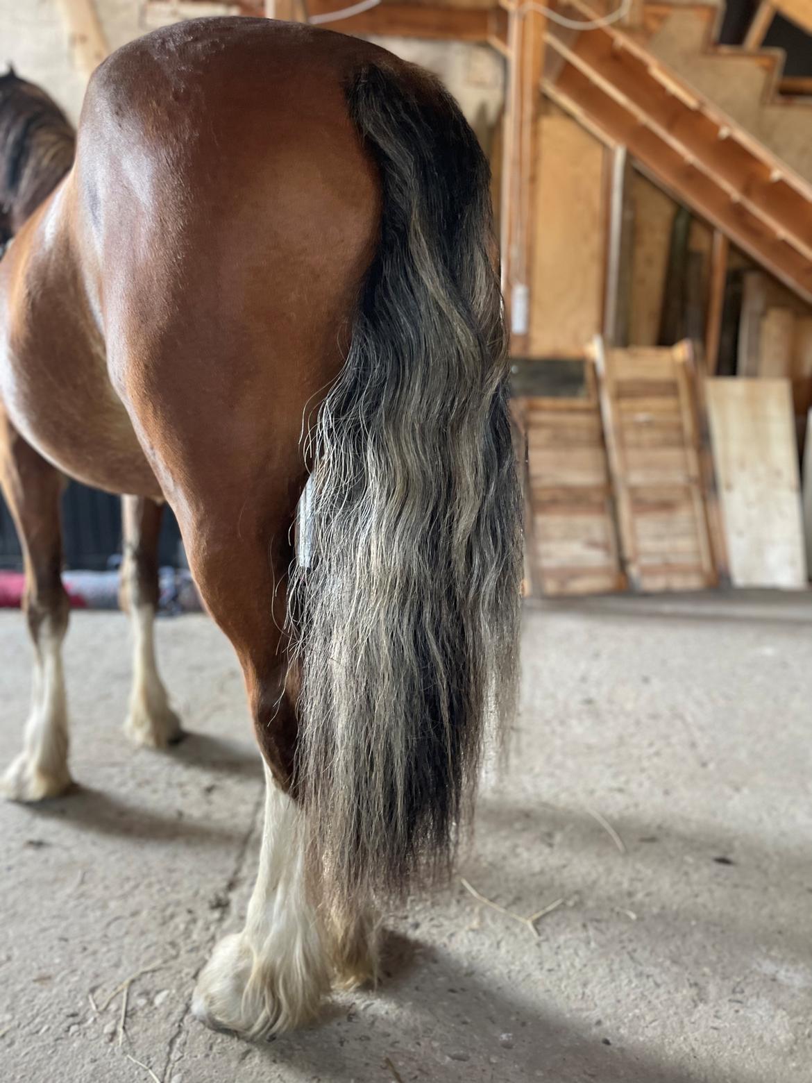 Welsh Cob (sec D) Lord Lenn billede 4