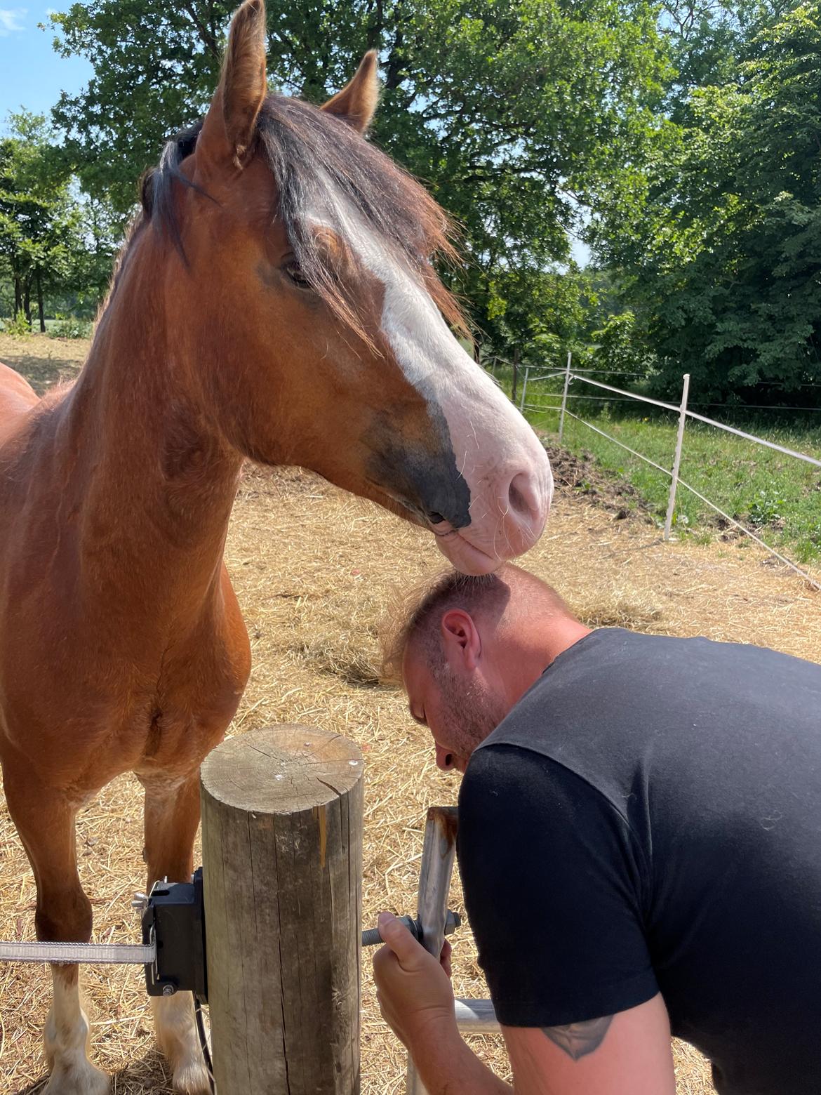 Welsh Cob (sec D) Lord Lenn billede 5