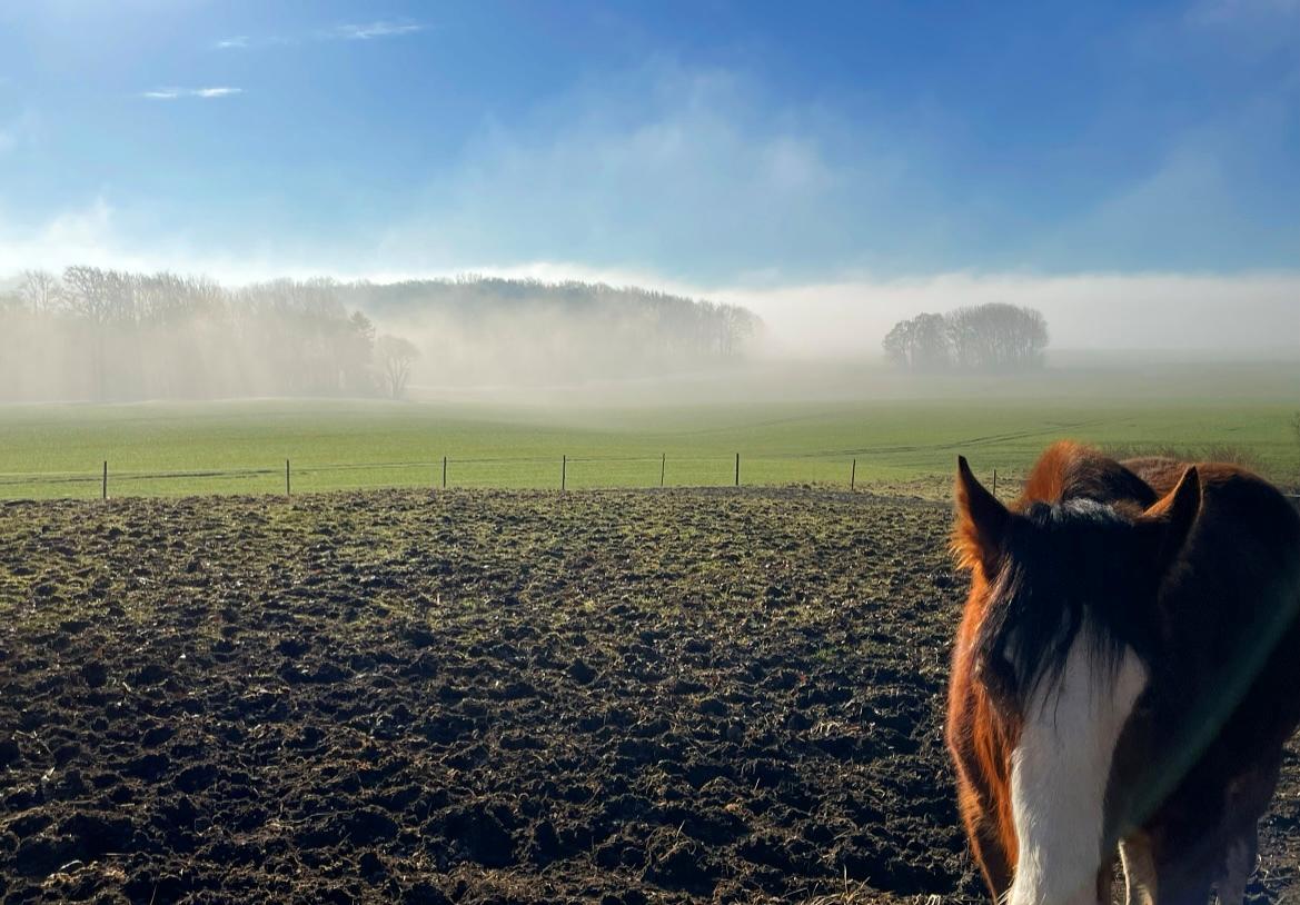 Welsh Cob (sec D) Lord Lenn billede 6