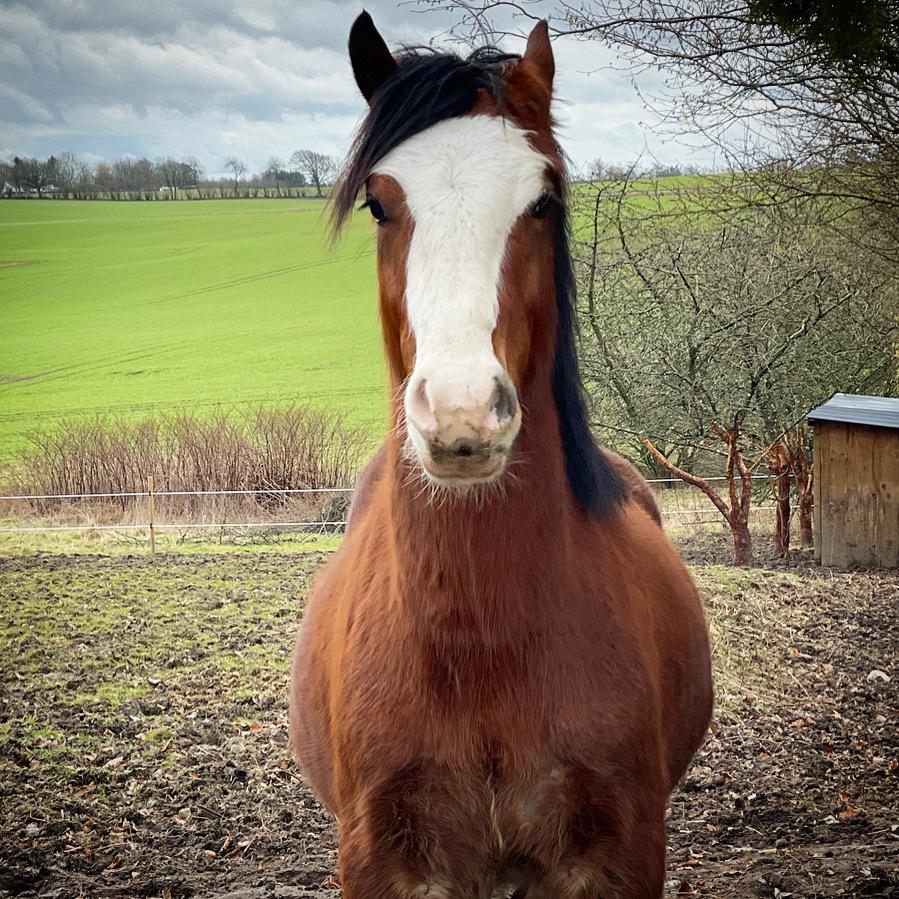 Welsh Cob (sec D) Lord Lenn billede 8