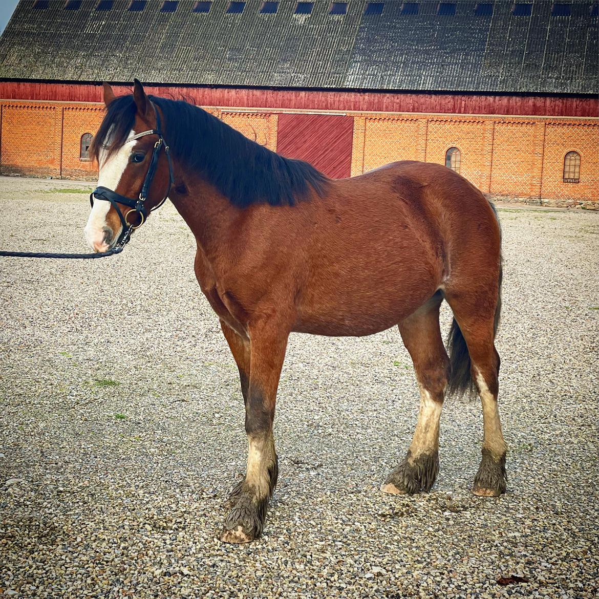 Welsh Cob (sec D) Lord Lenn billede 9