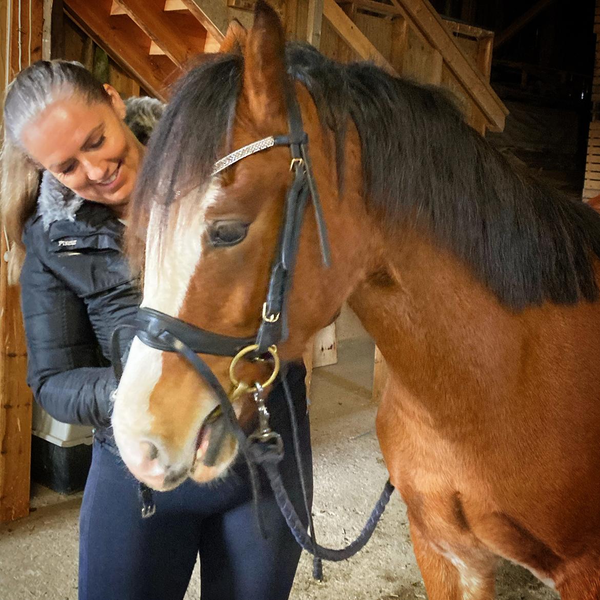 Welsh Cob (sec D) Lord Lenn billede 10