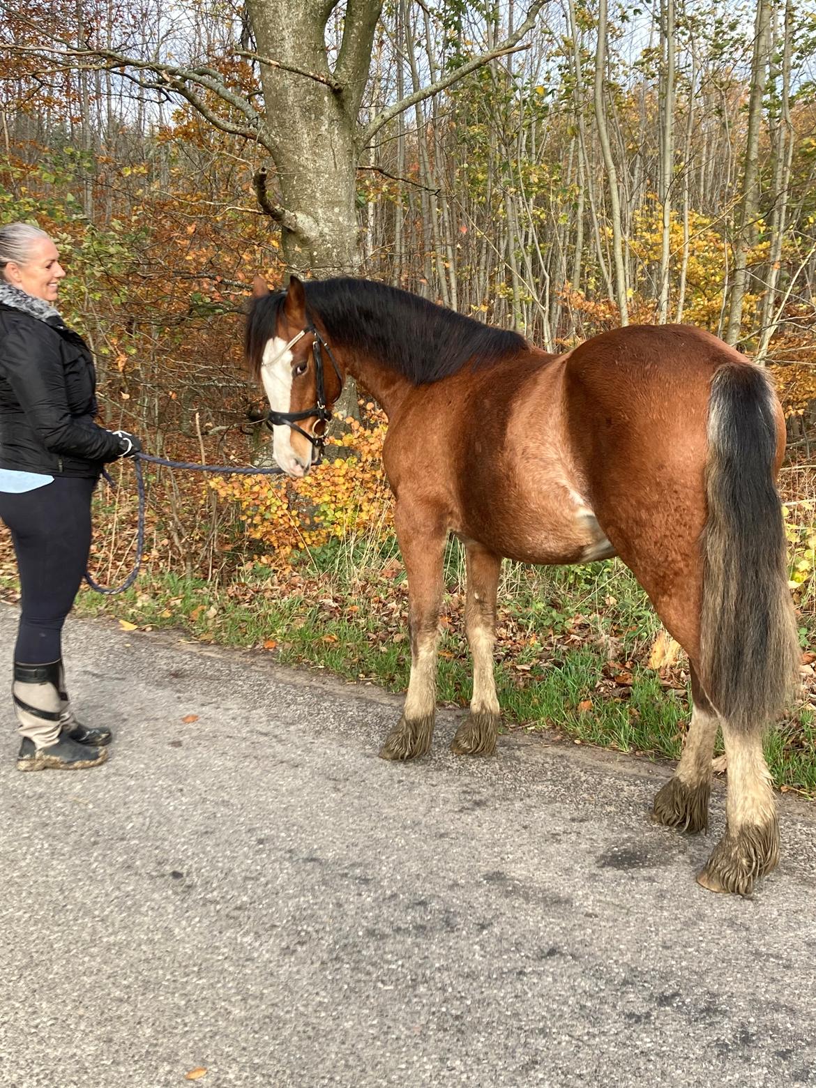 Welsh Cob (sec D) Lord Lenn billede 11