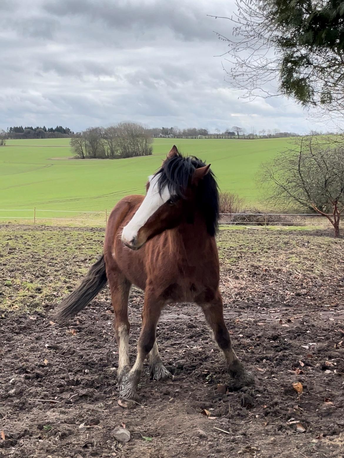 Welsh Cob (sec D) Lord Lenn billede 7