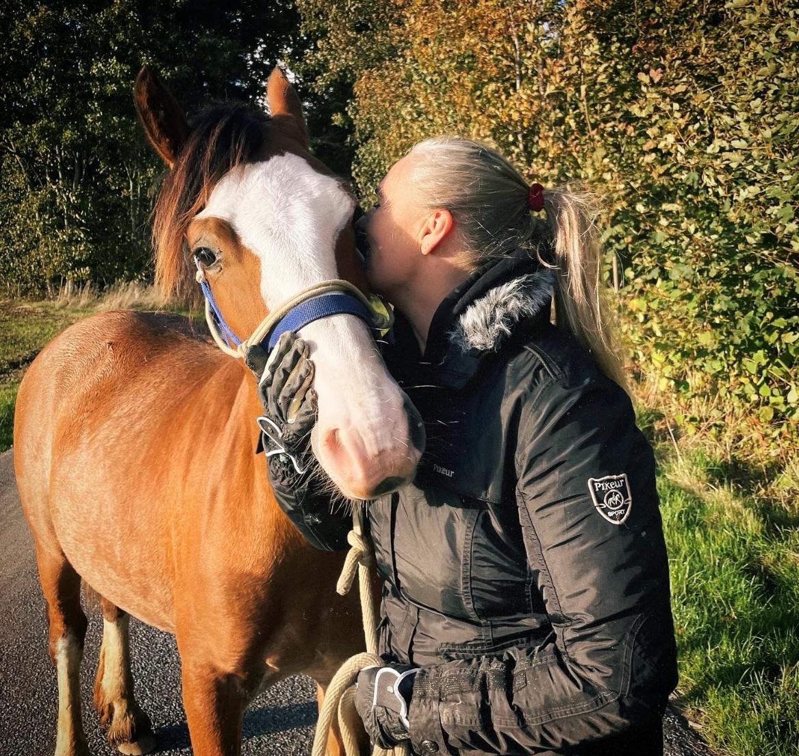 Welsh Cob (sec D) Lord Lenn billede 13