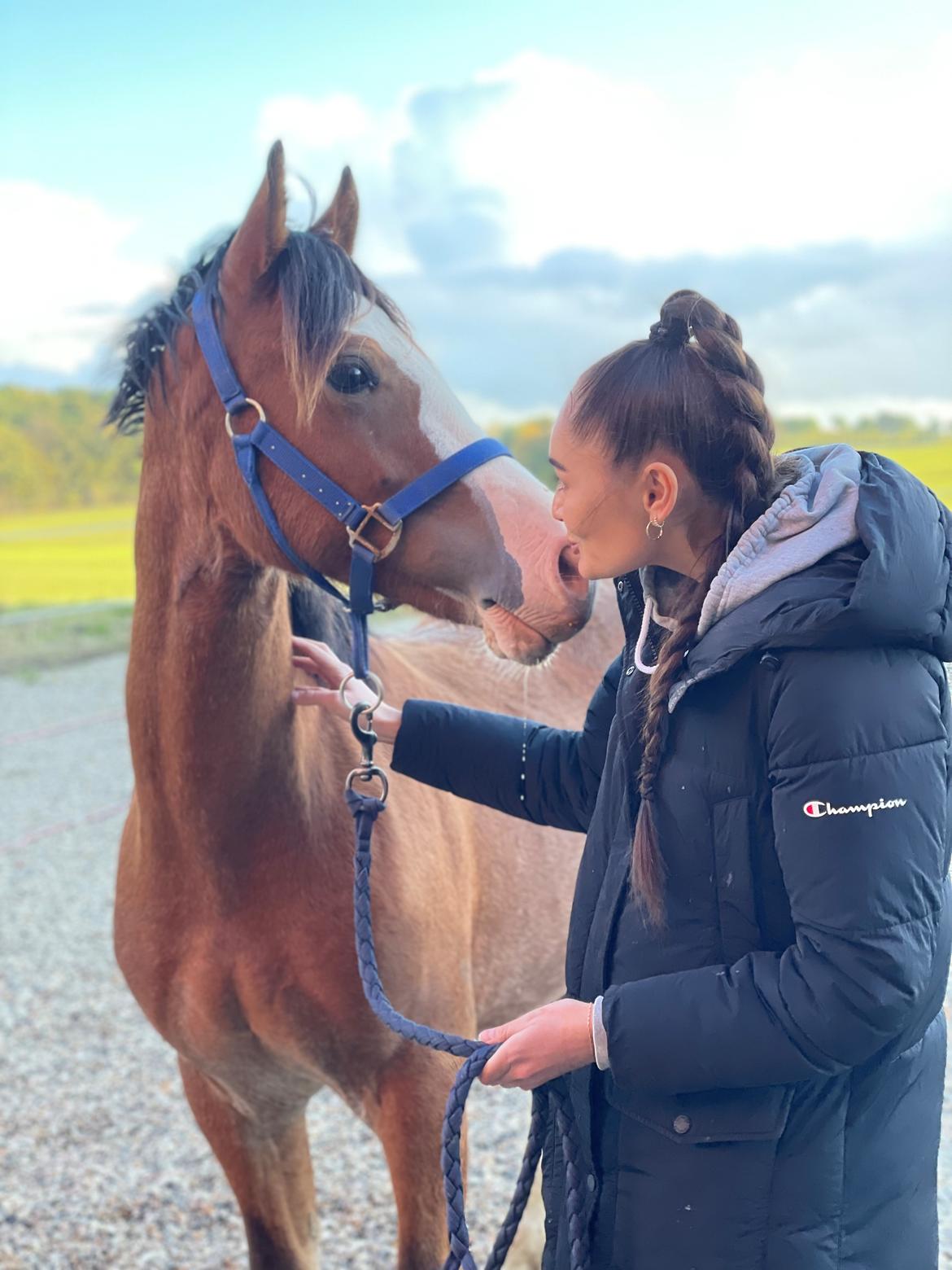 Welsh Cob (sec D) Lord Lenn billede 14
