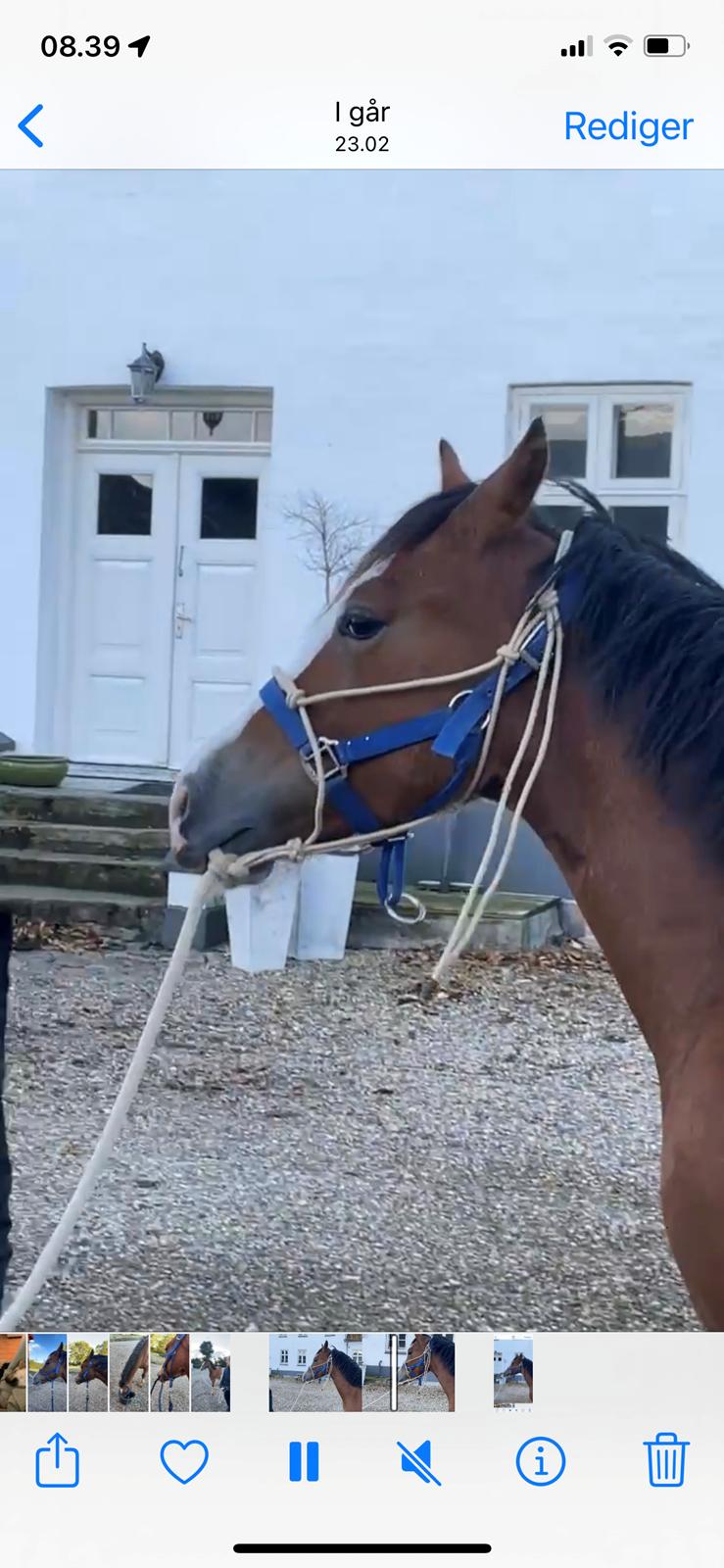 Welsh Cob (sec D) Lord Lenn billede 15