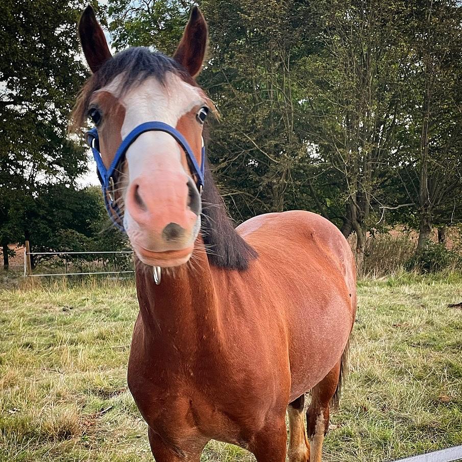 Welsh Cob (sec D) Lord Lenn billede 16