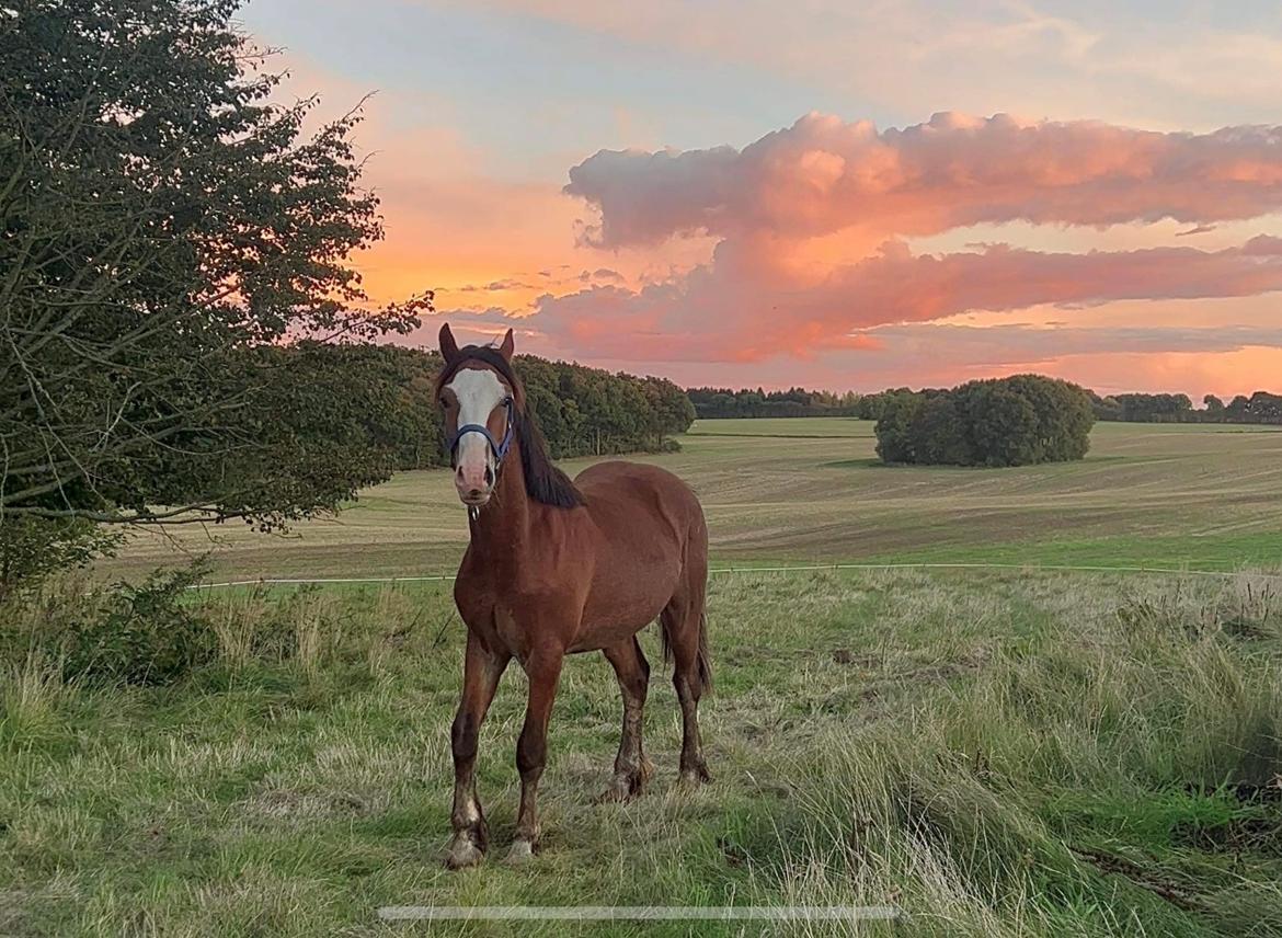 Welsh Cob (sec D) Lord Lenn billede 17