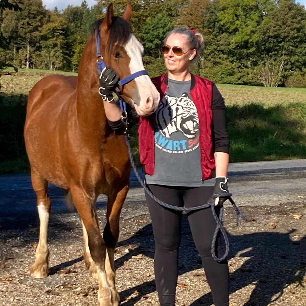 Welsh Cob (sec D) Lord Lenn billede 12