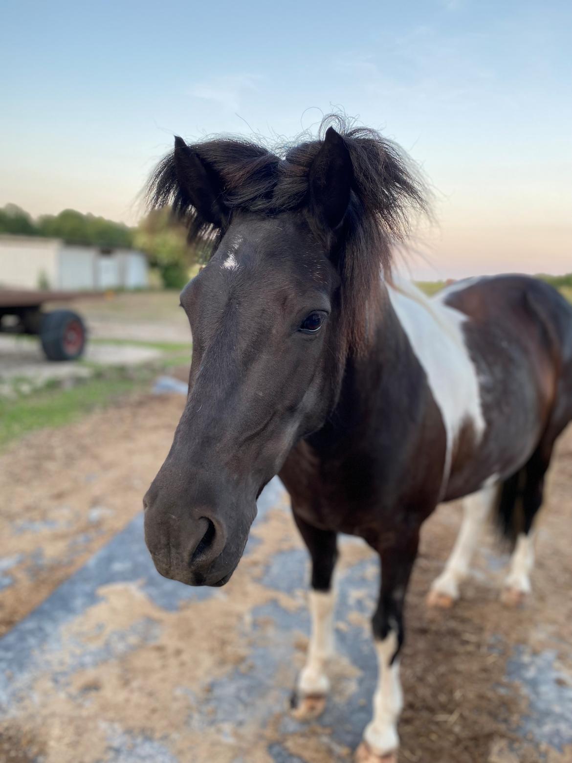 Islænder Lára fra sønderby  billede 1