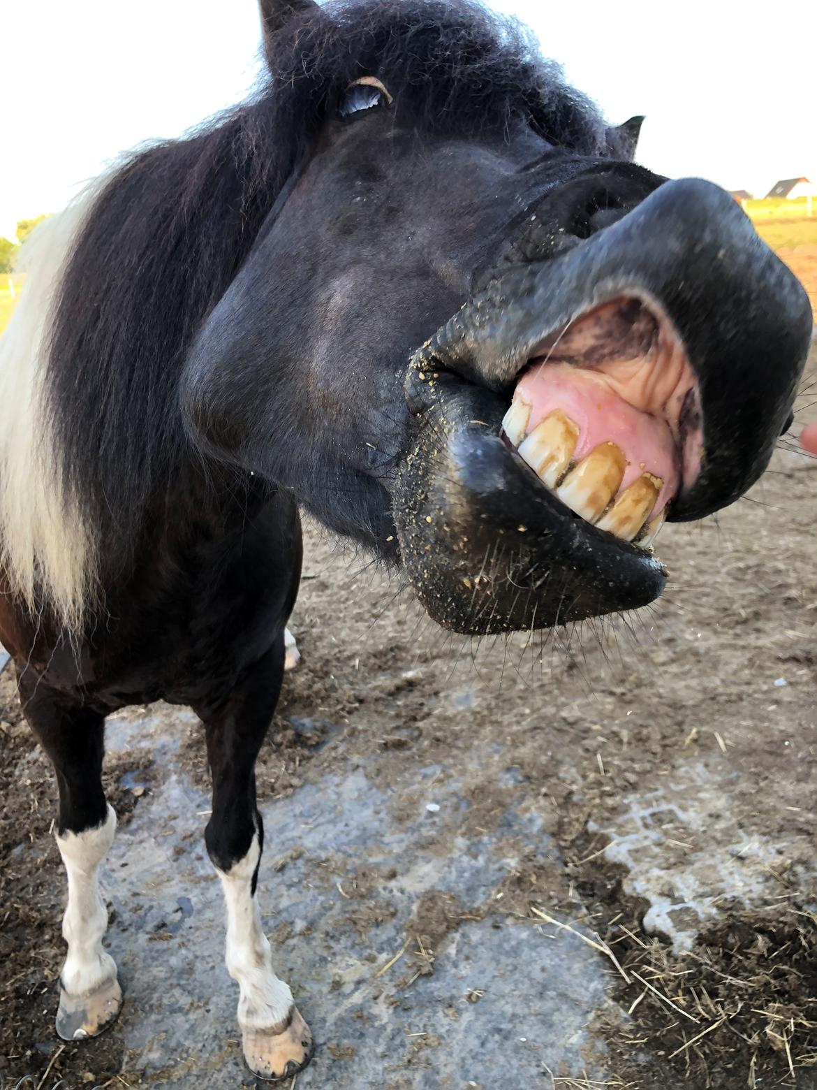 Islænder Lára fra sønderby  billede 4