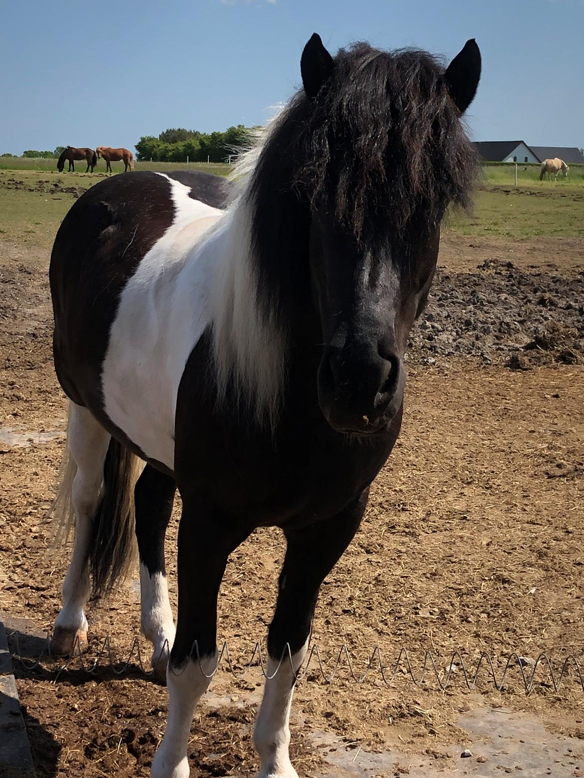 Islænder Lára fra sønderby  billede 5