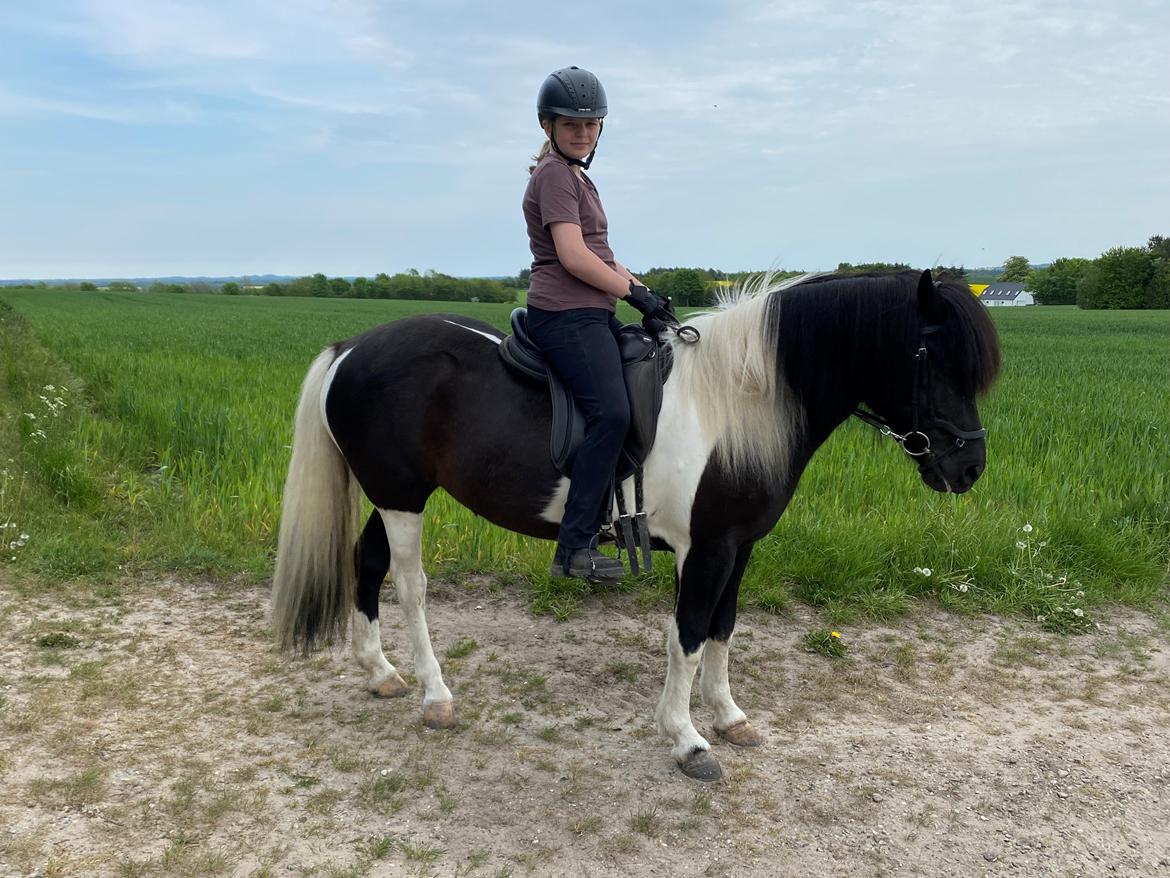 Islænder Lára fra sønderby  billede 6