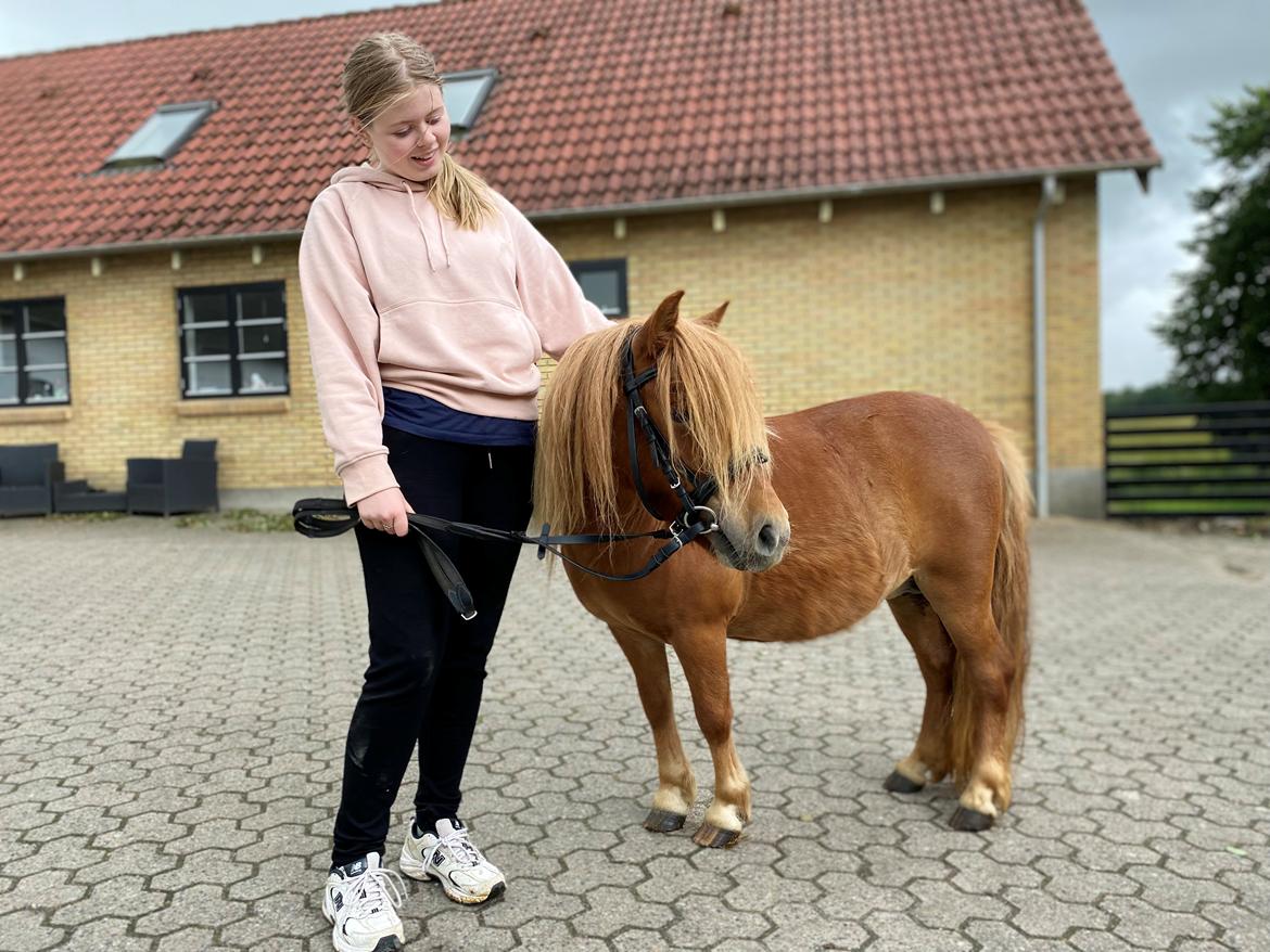 Shetlænder Tinka billede 2